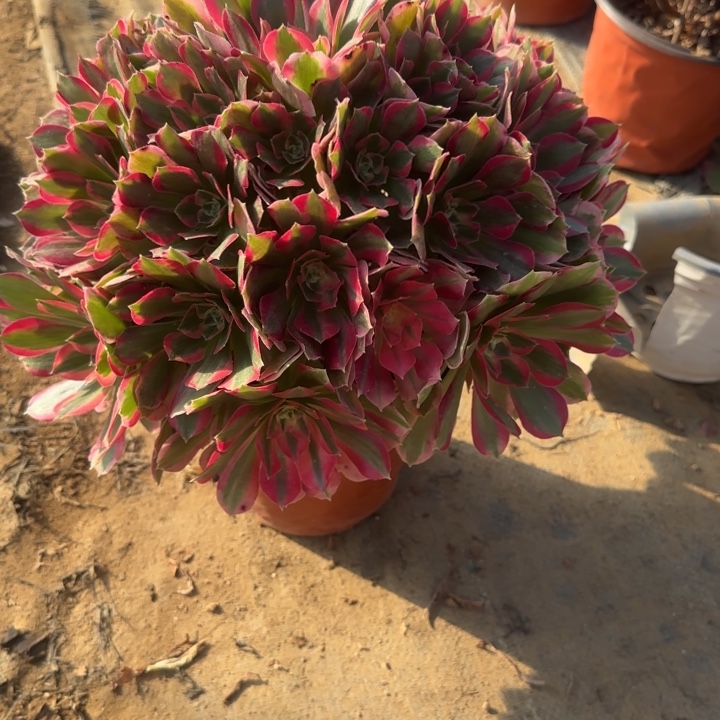 25-10妖月多肉不包售后