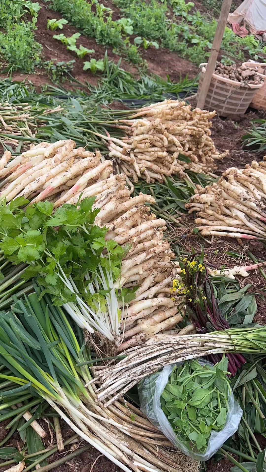 盐帮菜搭档带泥嫩仔姜红芽嫩姜嫩生姜嫩姜芽拇指姜芽泡姜醋姜