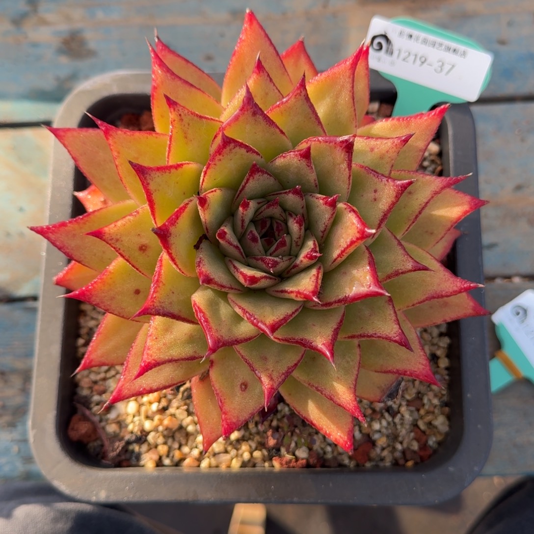 从前慢多肉精选编号1219.37