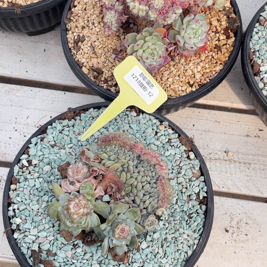 多***控1218-12-缀化两颗打包