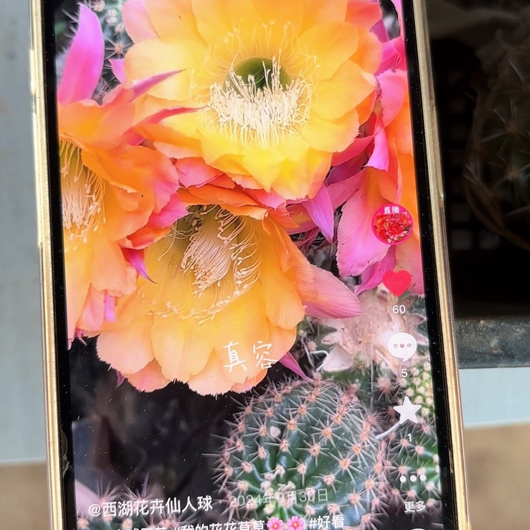 真容彩20包邮侧牙仙人球18