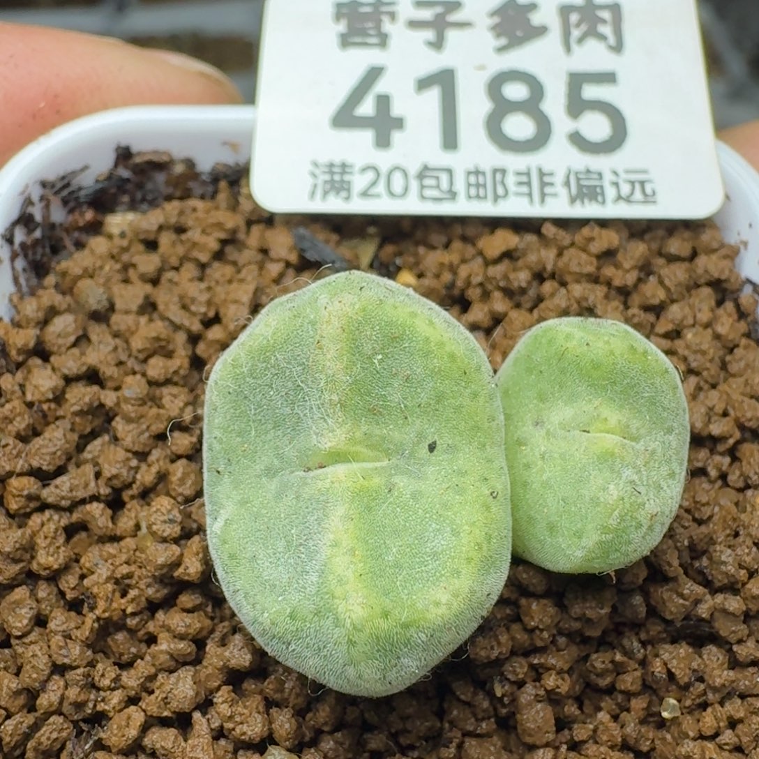 绿豆糕双头脱土               