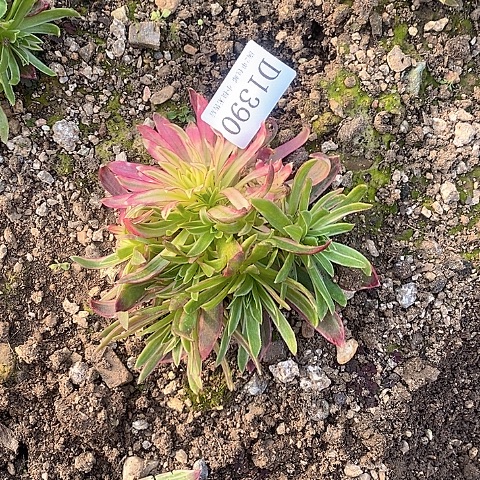 1390凤凰锦多肉法师阴阳