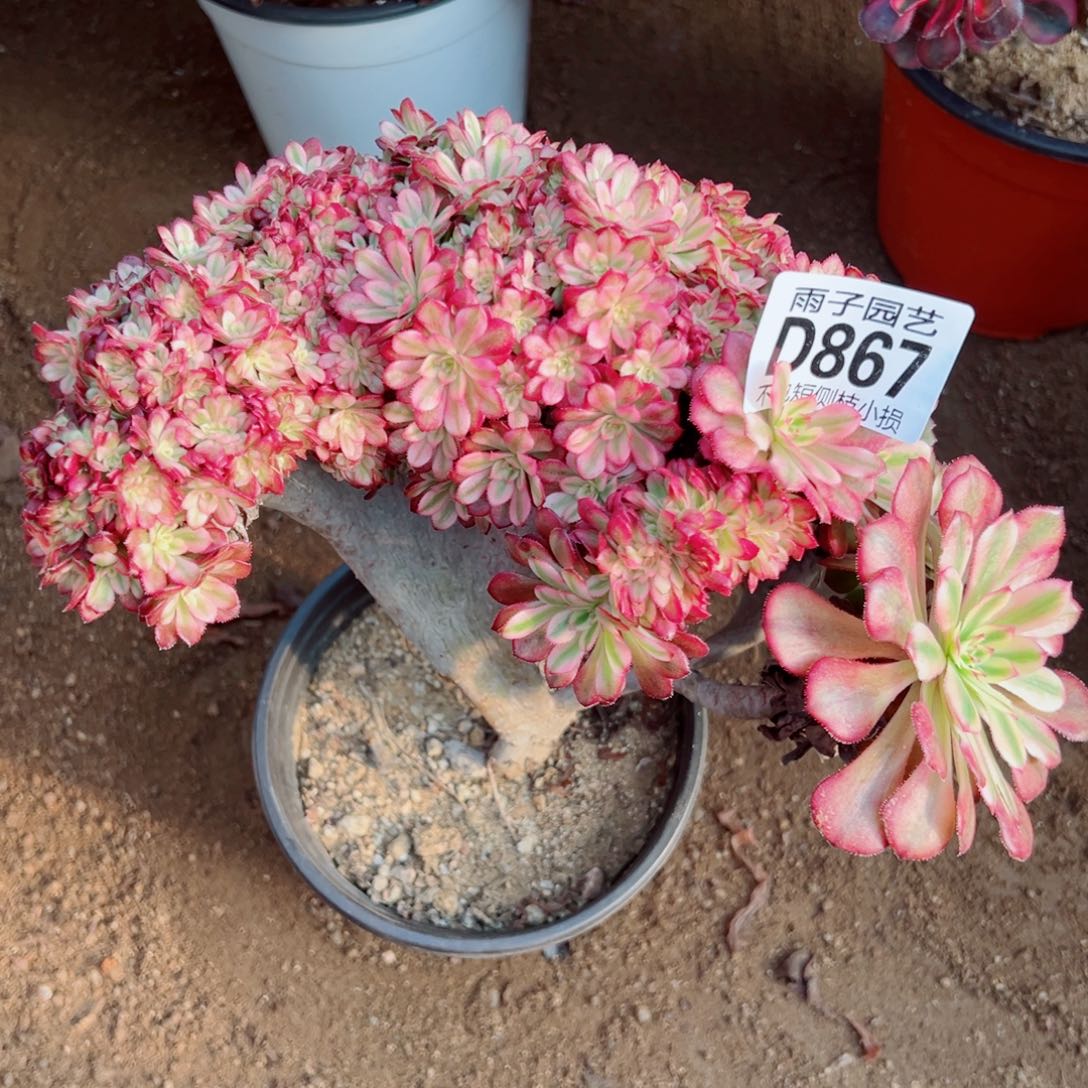 867花颜缀化雨子多肉植物