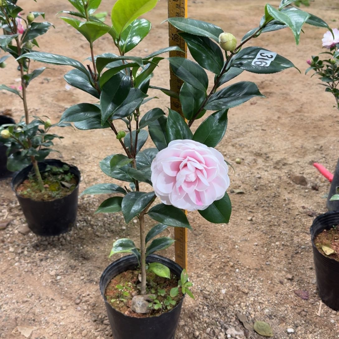 少量花朵（建议范围：2朵-5朵 或40%以下）306白乔伊