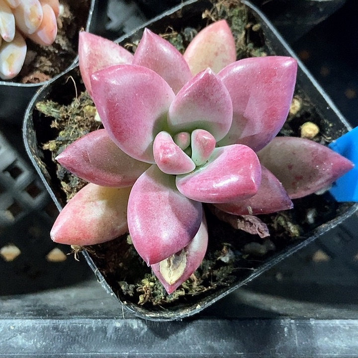 多肉植物1019多肉