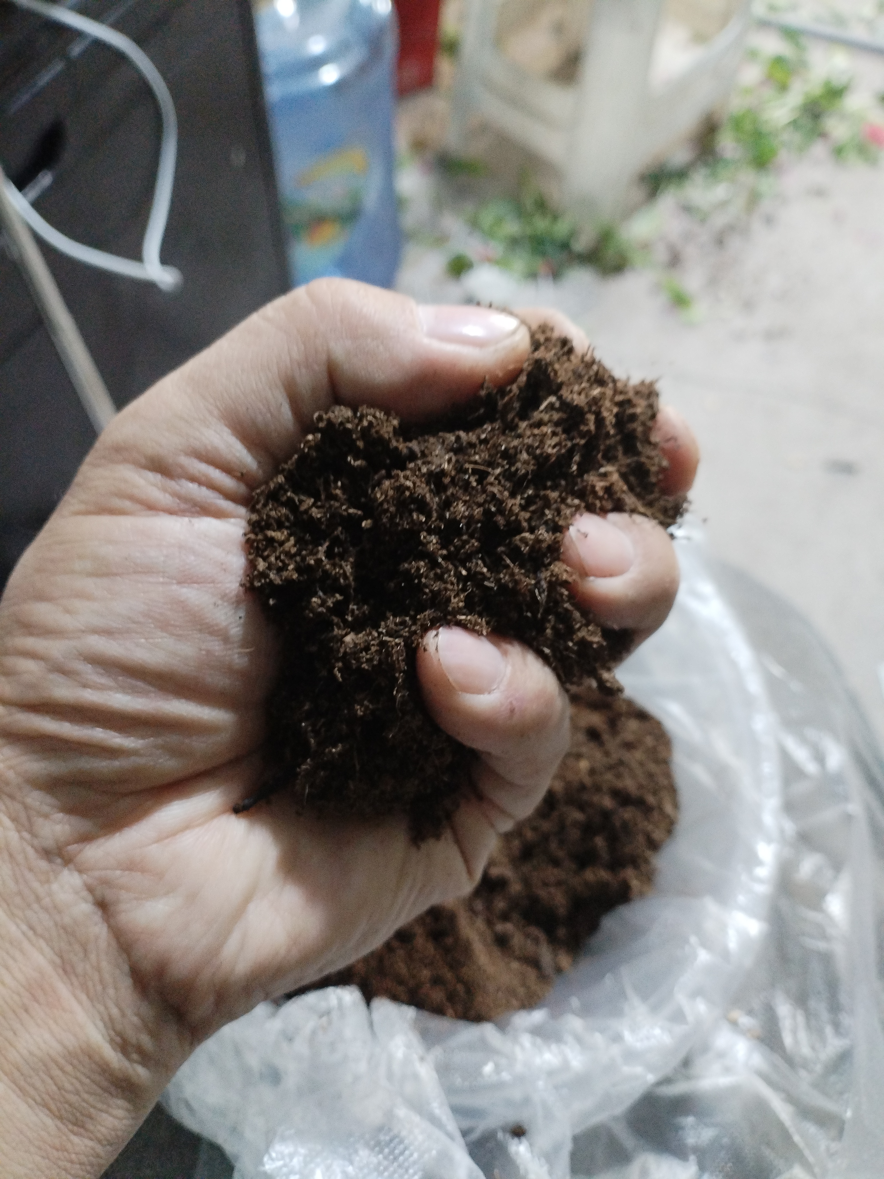 拍三把玻璃翠育苗土（送五种颜色的玻璃翠种子共20粒送老品种五粒）