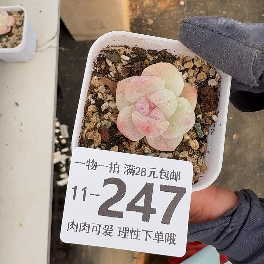 冰玉无盆无发货无