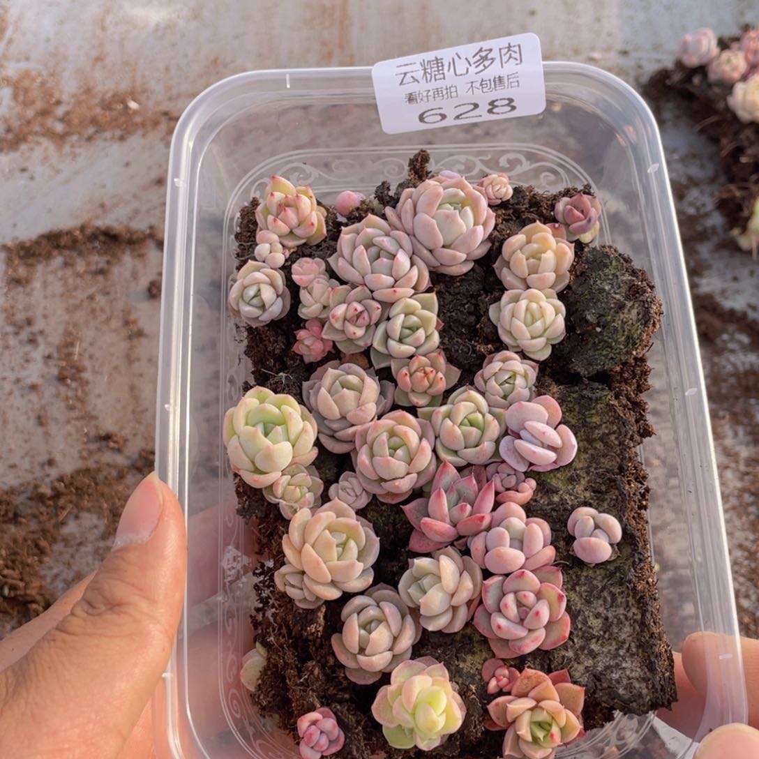 云糖心多肉植物628