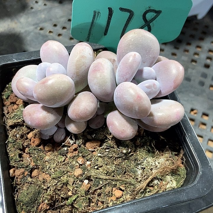 多肉植物1178多饿