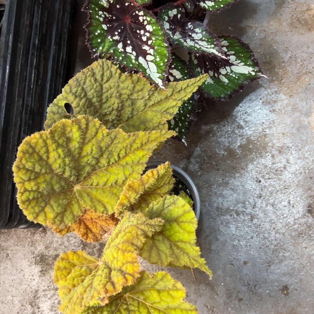 无花朵83秋海棠清货加保温加热