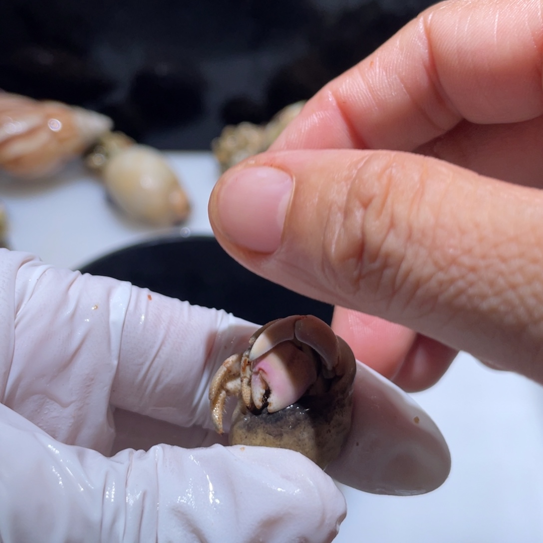 Q6 紫陆 1.4口浅橘色