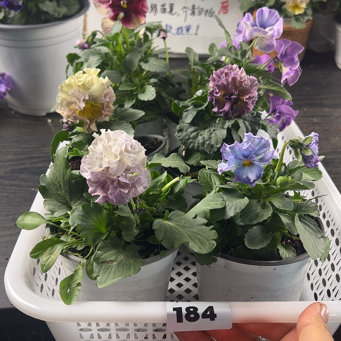 大部分花苞少量开放184号