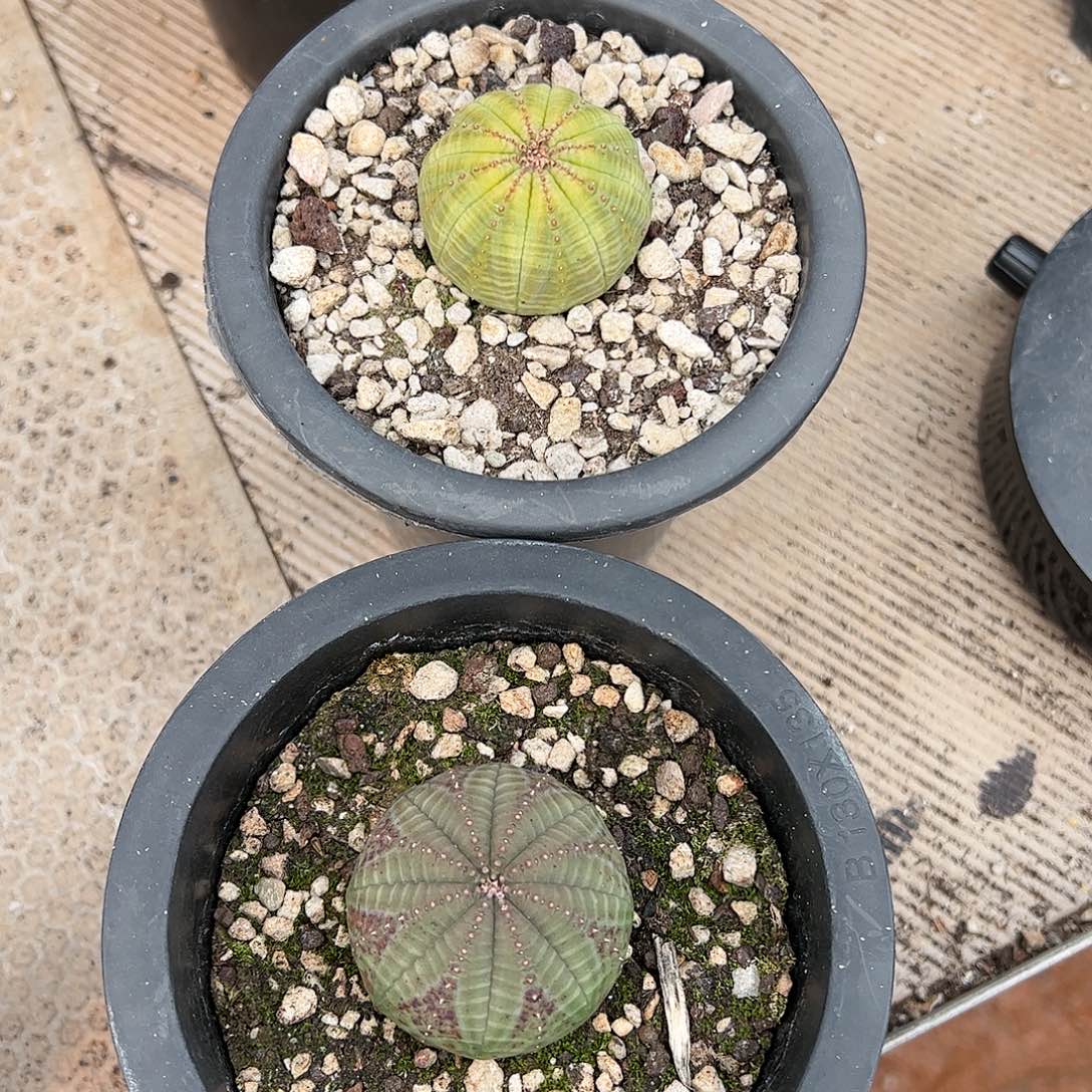 佩***仙布纹球植物秋植物