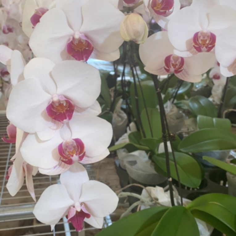 蝶兰小栈【106487】精品蝴蝶兰基地直发