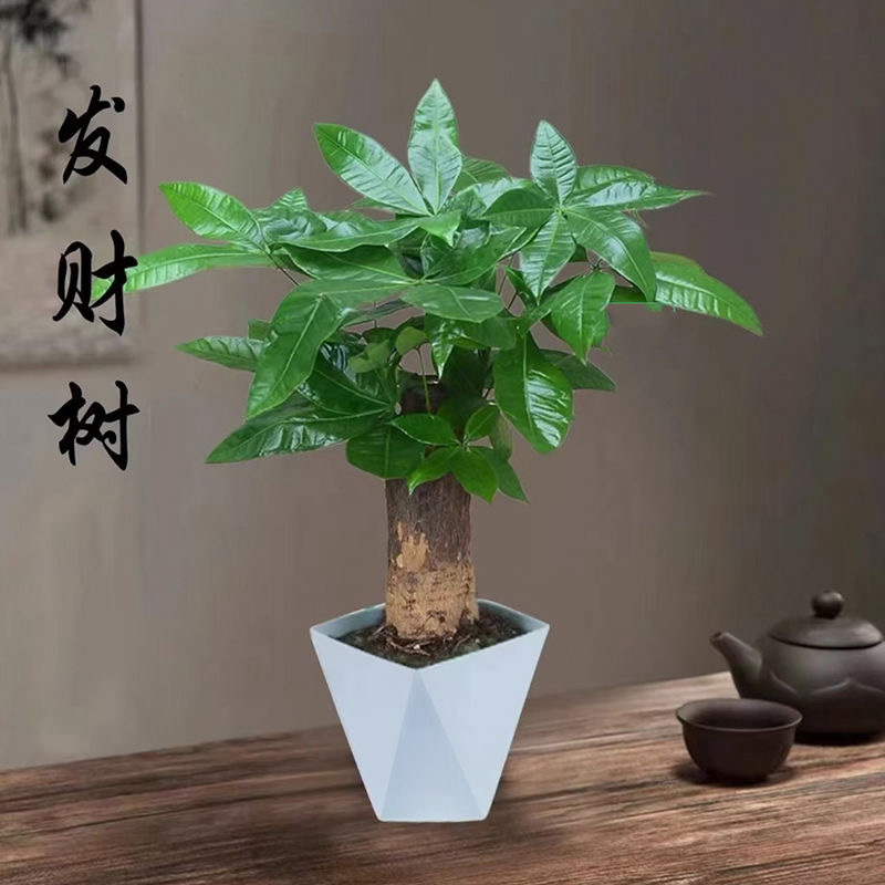 【发财树微小桌面绿植】发财树室内盆栽客厅办公室绿植四季常青
