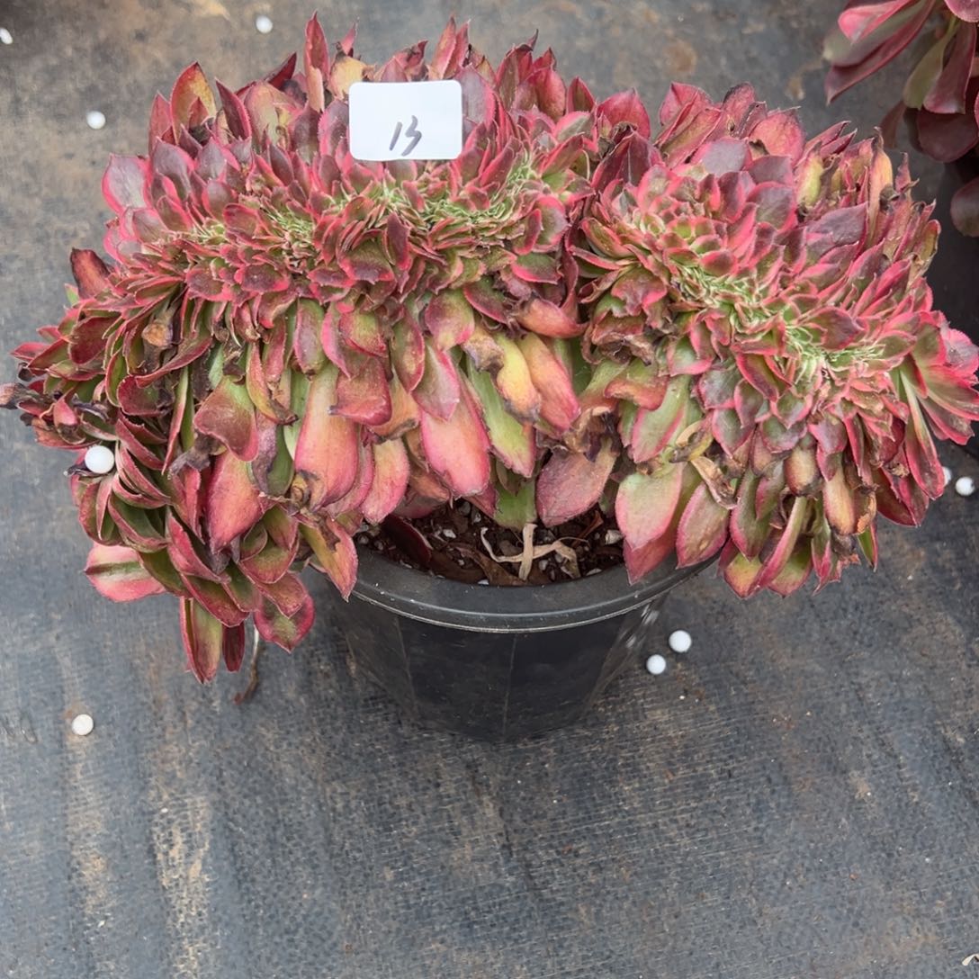 13照和缀多肉嘻嘻嘻