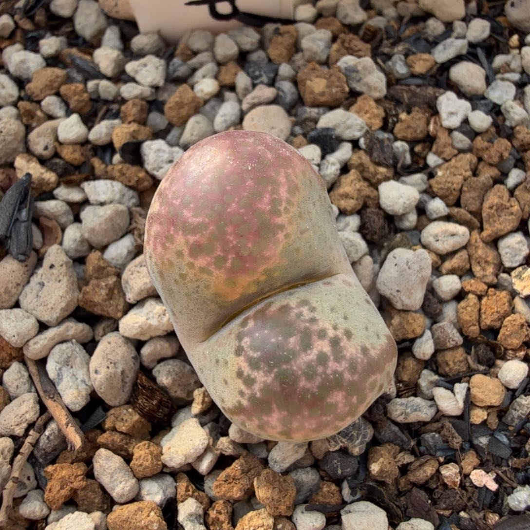 风铃SP 10-23-L23。 