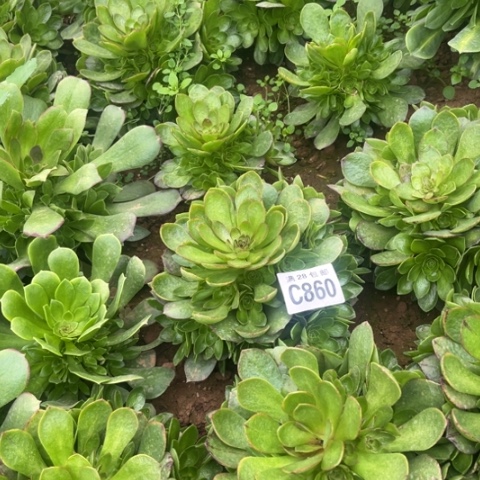 860万拉丝不包断枝