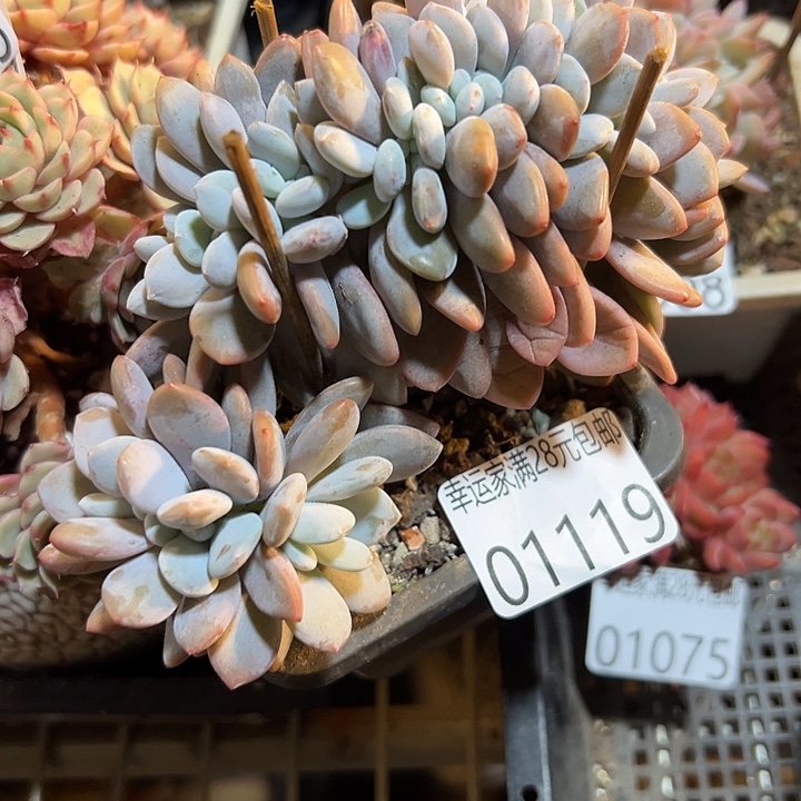 幸运儿是个很有才华又