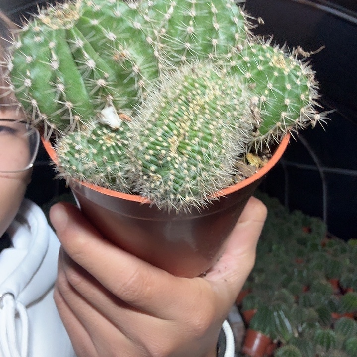 沫****无花朵彩草经济哈哈哈哈