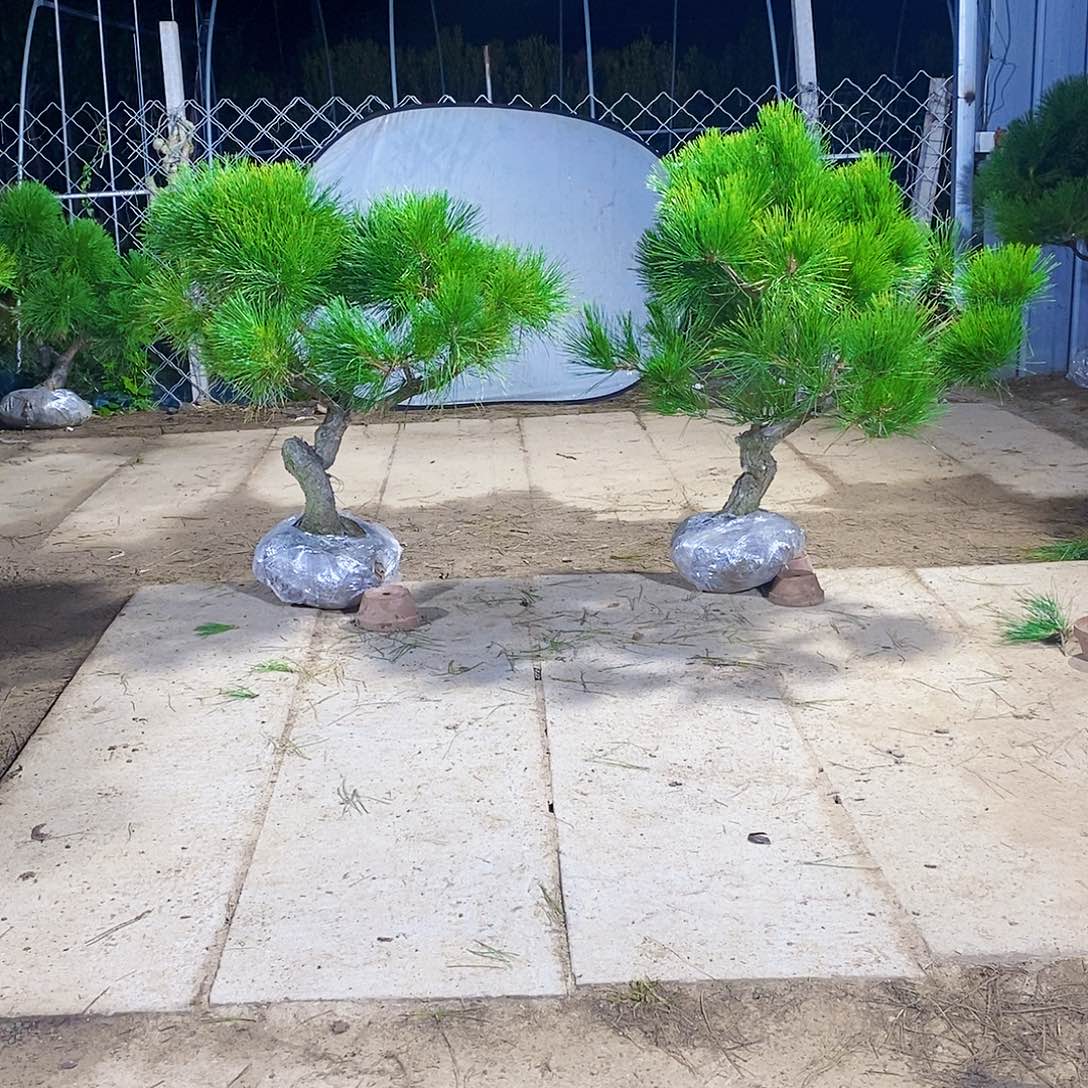 强***强完全开放11111111141111114