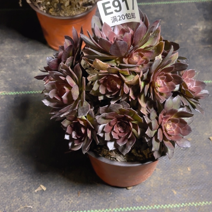 瑞妈一物一拍 917