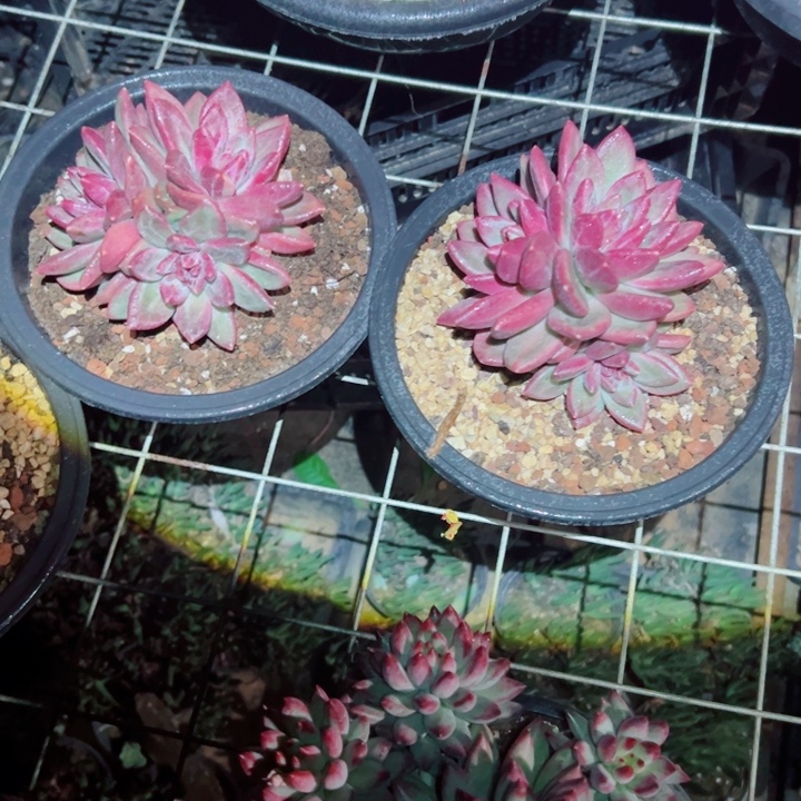 精品多肉植物老桩随机发一棵迷雾泡泡