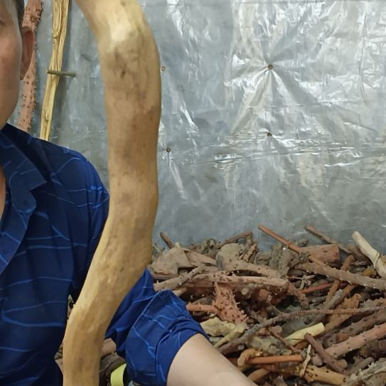 稳定木杜****7高山 檬子木文玩料