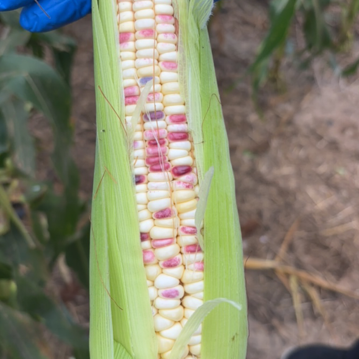 长林新鲜玉米/花糯玉米河北省