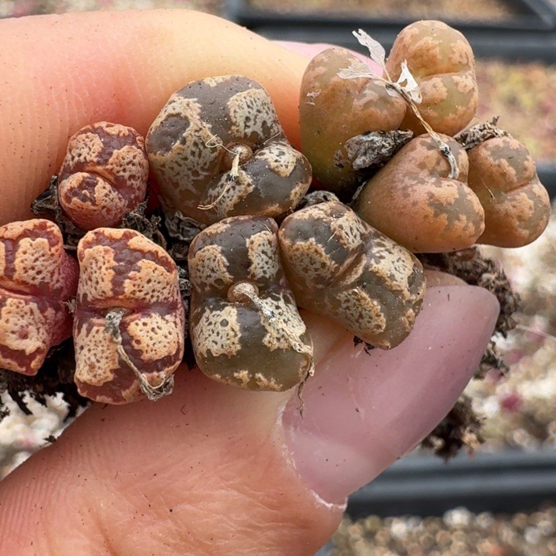 397三颗勋章啊分类睡觉咯了