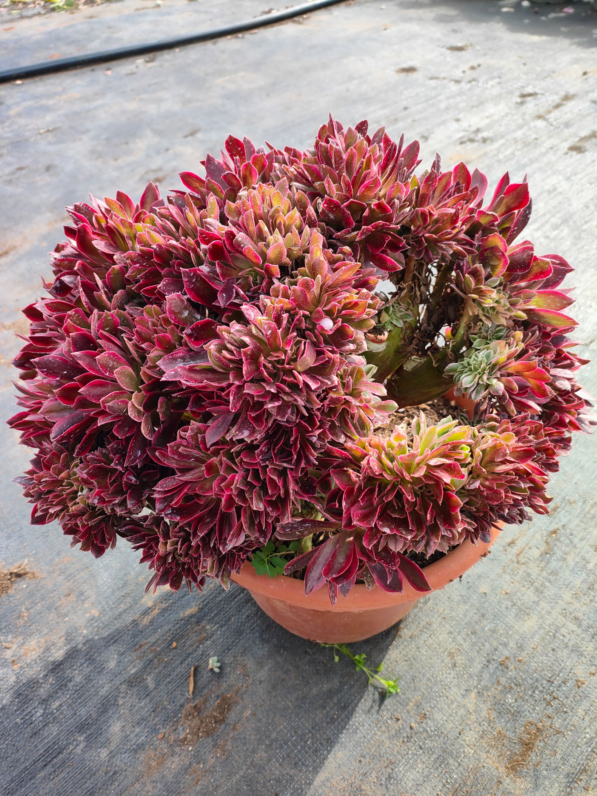 精品粉女巫板子缀多肉 好种好养  