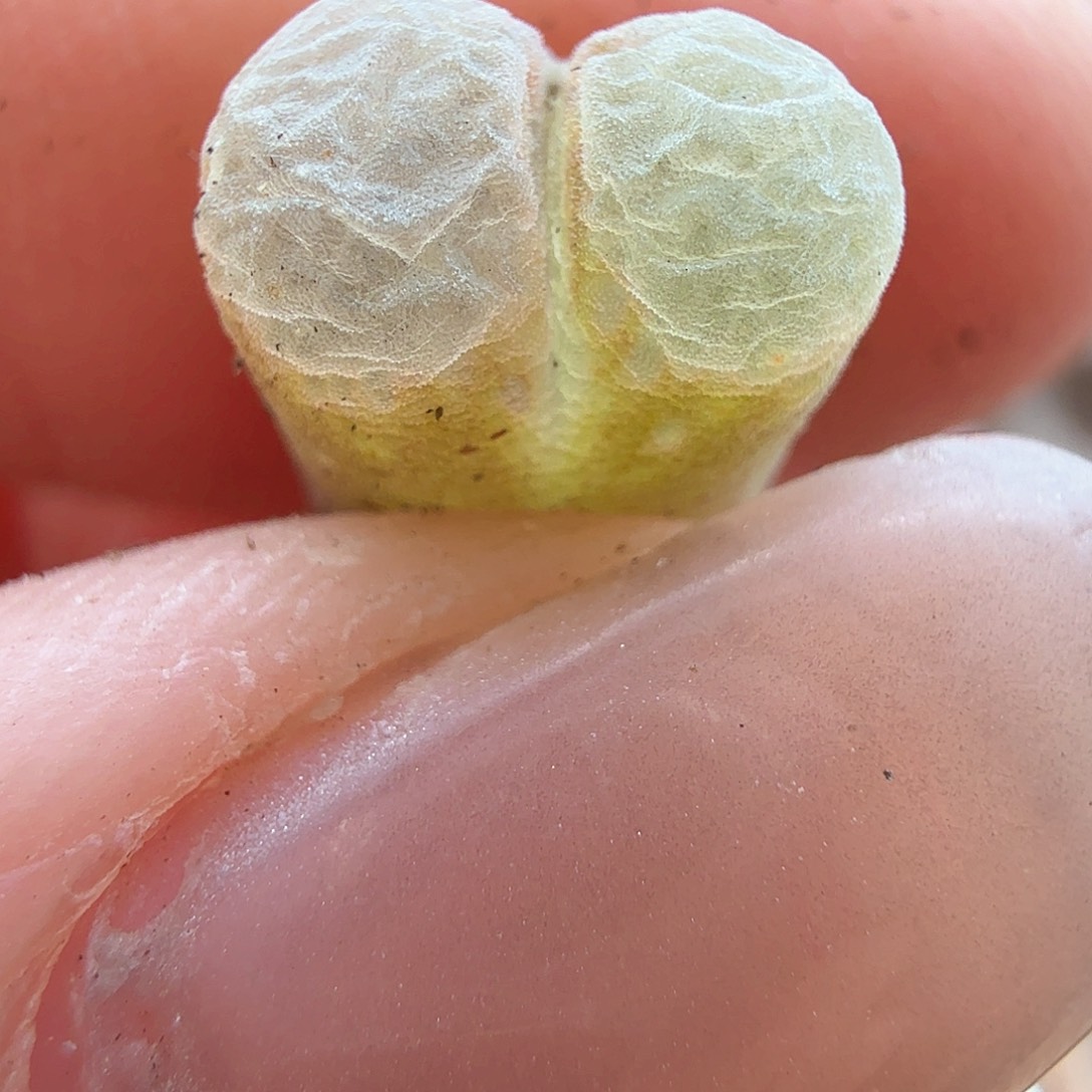 2.3.18/云透窗风铃/多肉植物