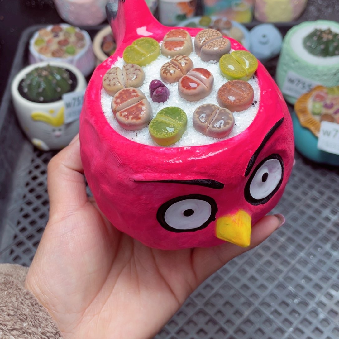 w7562 -零下地区拍保温箱-15支持寄养