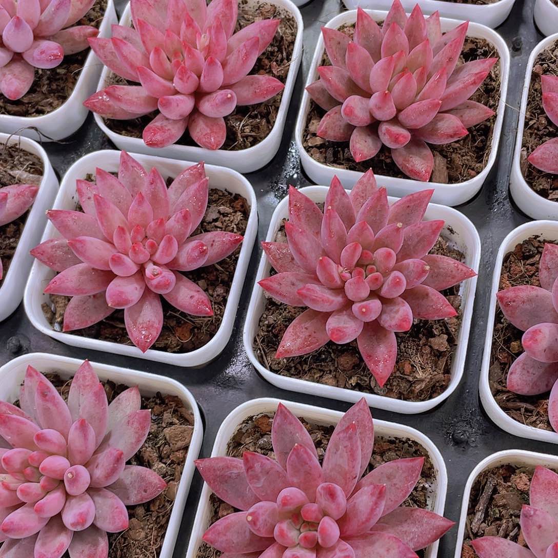 量拍30号 金鱼姬车厘子单头一个