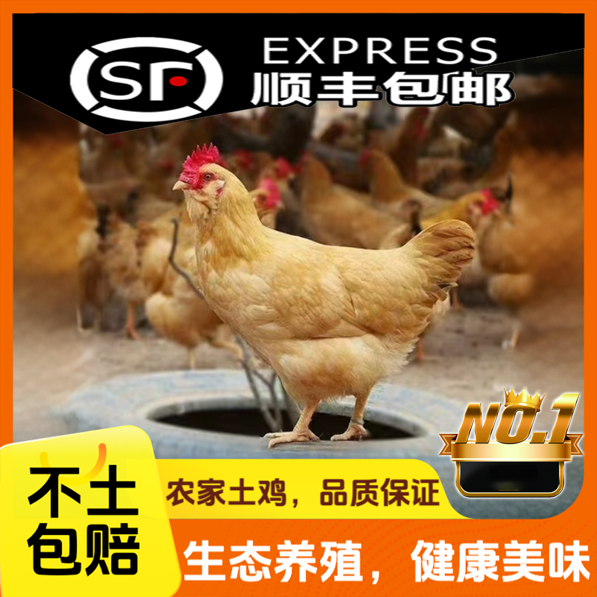农家散养土鸡 【2只装】 纯粮喂养 生态养殖180天 走地鸡