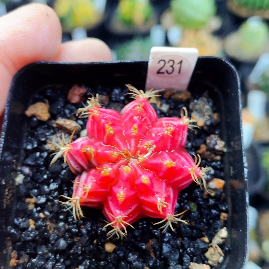 非偏远地区满25包邮仙人球