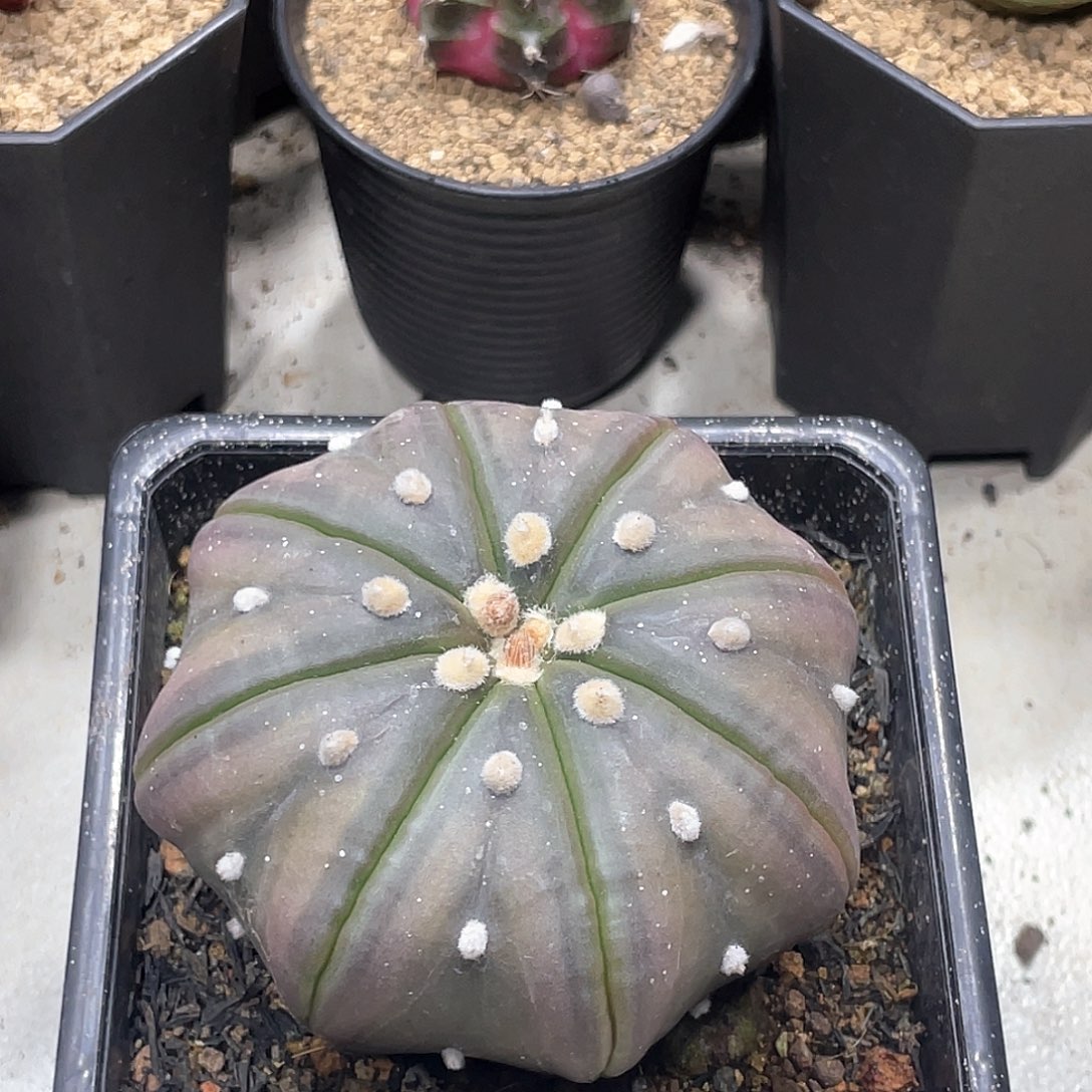 实生根系，紫皮海星兜