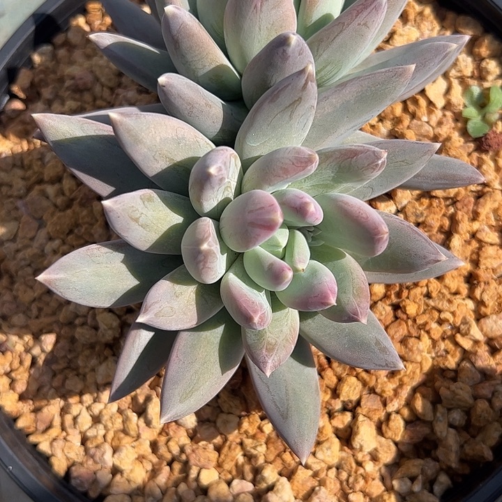 孔雀翎111111111111