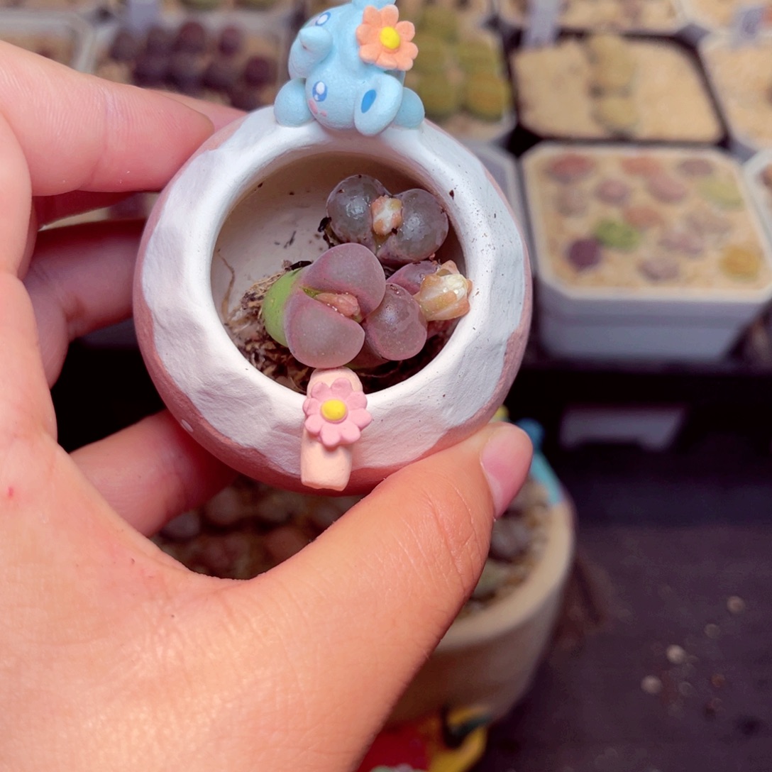 命***运477号带盆包邮发货