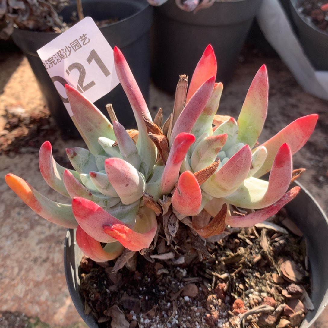 初霜，2月8日发货多肉