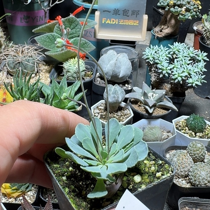 197格加厚敦菊带盆发货一个随机