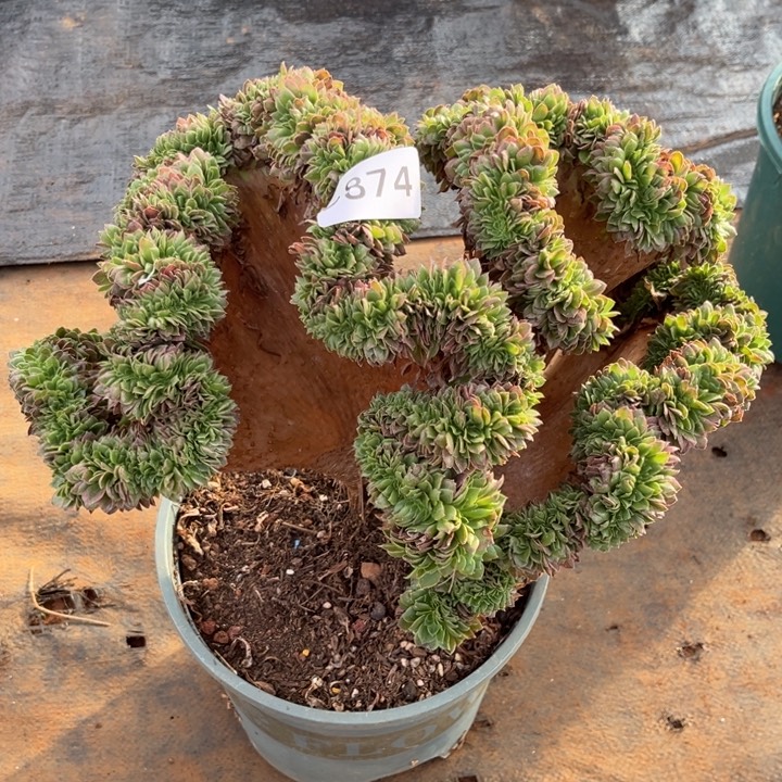 路***甲海鲜缀特价多肉发货