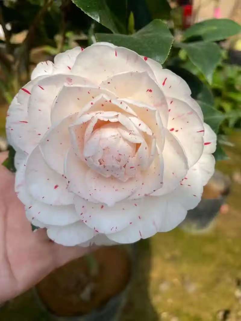 福建龙岩赤丹系变异白喷白五山茶花