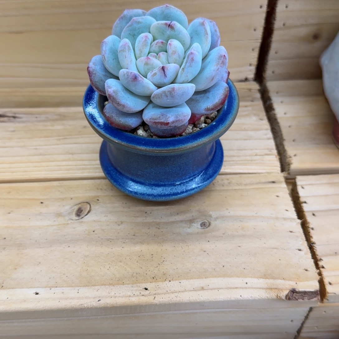 咖***乐多肉植物橙梦露石化已上桌