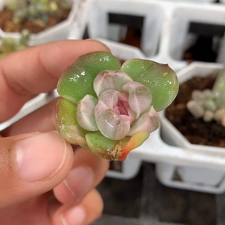 珍妮锦锦锦锦有根