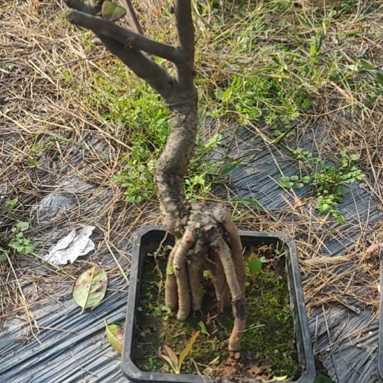 佑***佑无花朵海棠盆景精品造型