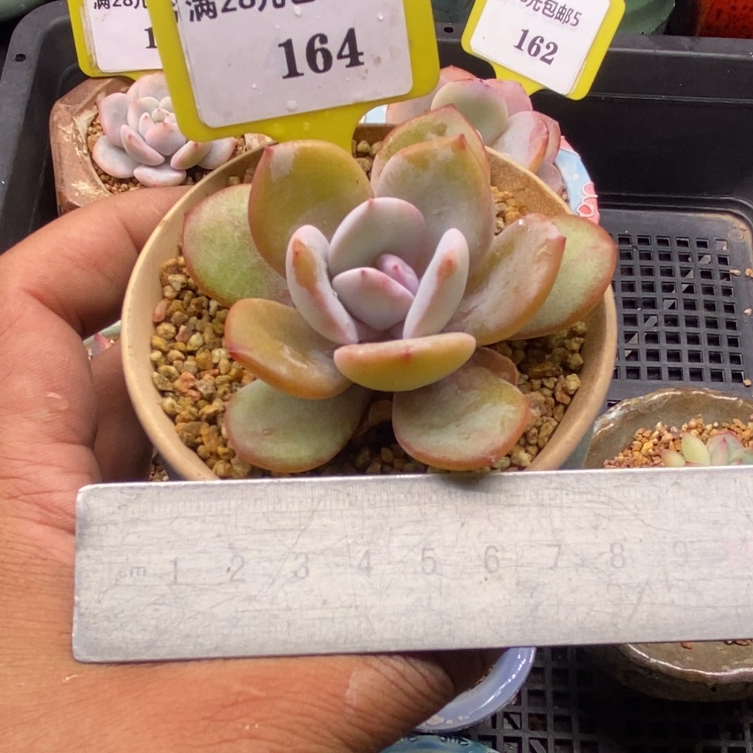 5164精控奶茶多肉