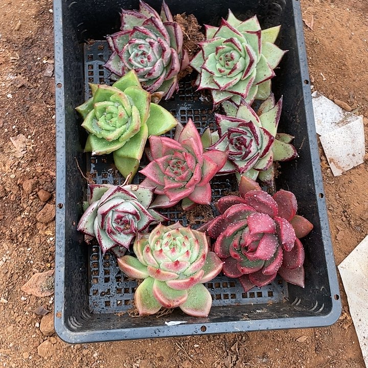 娜***姐若如东云单拍A262