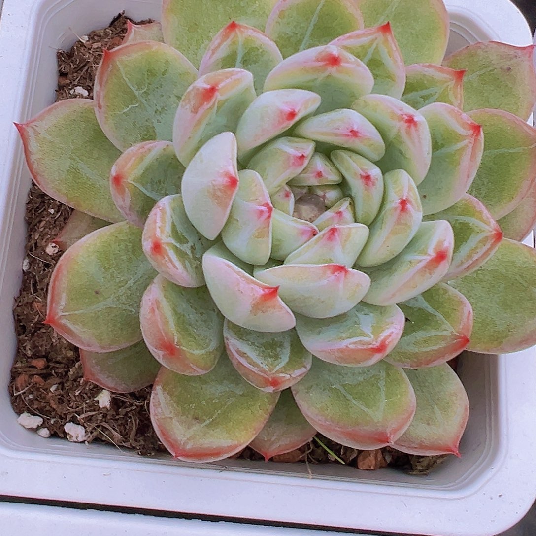 超大雪花珍妮19包邮